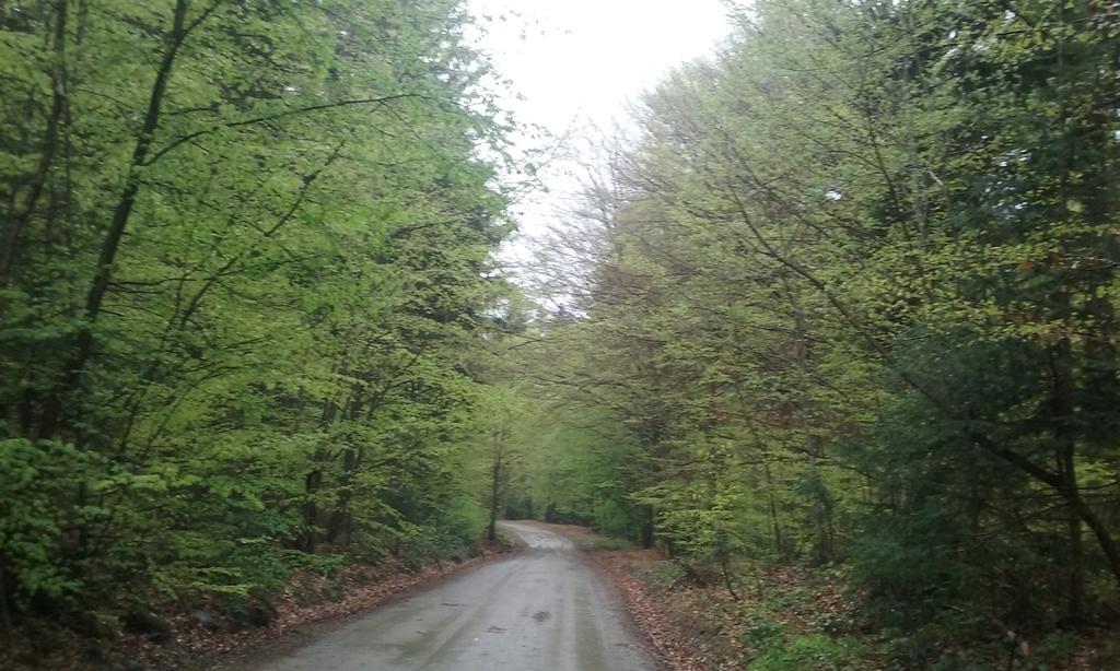 Pensiunea Elena Vistisoara Bagian luar foto