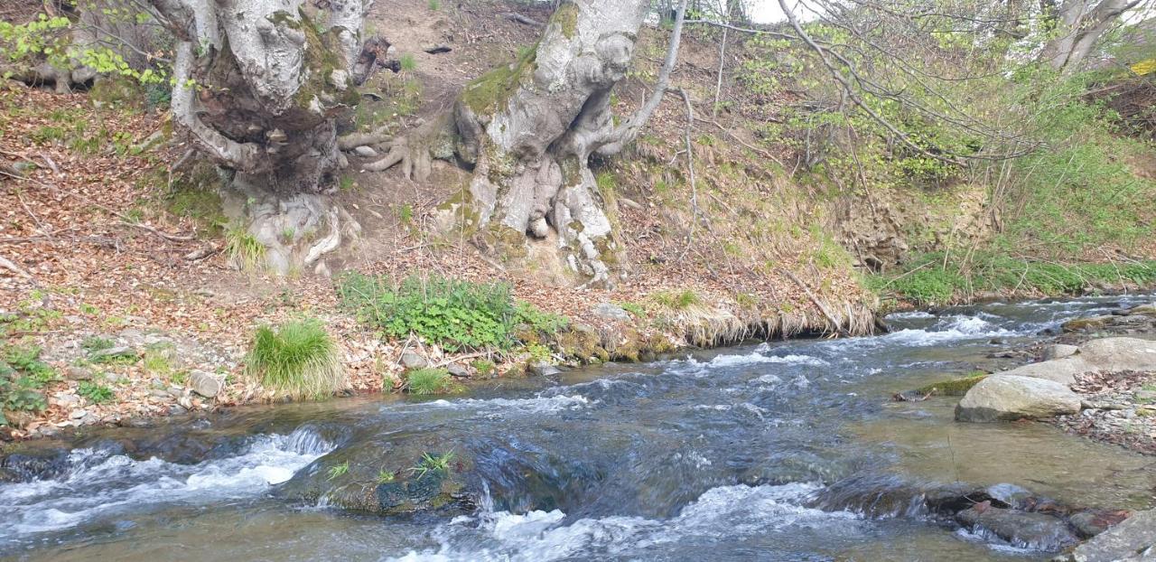 Pensiunea Elena Vistisoara Bagian luar foto